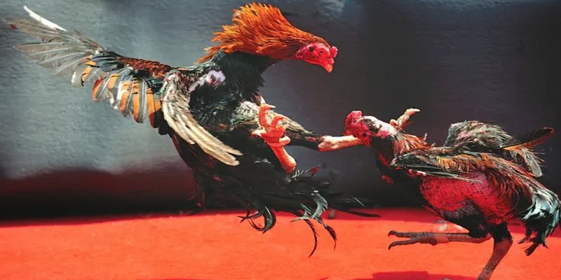 77win9 bắn cá h5 chơi ngay