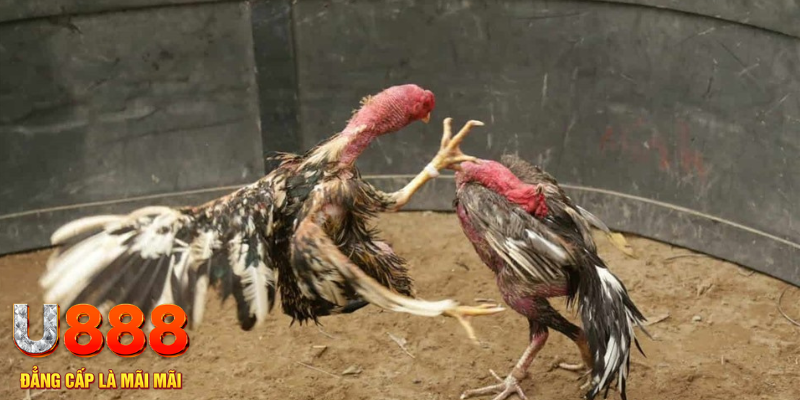 77win9 đăng nhập tiến lên miền nam số 1